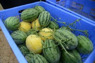 中国黄金销售吃瓜,揭秘中国黄金销售背后的“吃瓜”现象