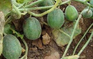 什么瓜没人吃,为何某些“奇特”瓜果无人问津