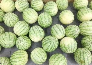 战斗瓜怎么吃,解锁美味新境界