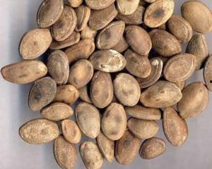 吃炒熟的瓜篓子,传统美食的传承与创新