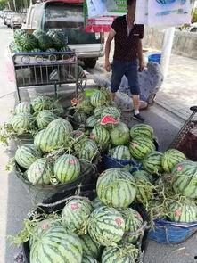 菏泽郓城吃瓜事件,一场网络热议背后的真相与反思