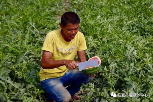 临夏最近吃瓜事件,揭秘背后真相与网络舆论风暴