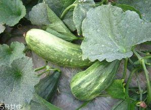 看看吃瓜的效果,揭秘网络围观的力量