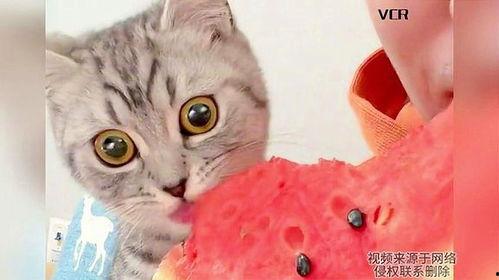 猫猫小猫可以吃瓜